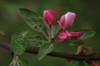 5044?width=100&height=80&name=malus-flor