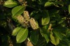 5081?width=100&height=80&name=prunus-lau