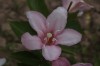 5118?width=100&height=80&name=weigela-co