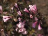 5120?width=100&height=80&name=weigela-fo