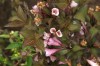 5122?width=100&height=80&name=weigela-pu