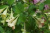 5123?width=100&height=80&name=weigela-su