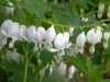 63?width=100&height=80&name=dicentra-spe