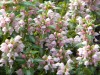 74?width=100&height=80&name=lamium-macul
