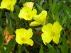 78?width=100&height=80&name=oenothera-mi