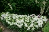 82?width=100&height=80&name=prunella-gra