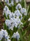 83?width=100&height=80&name=puschkinia-s