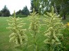 88?width=100&height=80&name=veratrum-alb