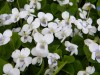 89?width=100&height=80&name=viola-sorori